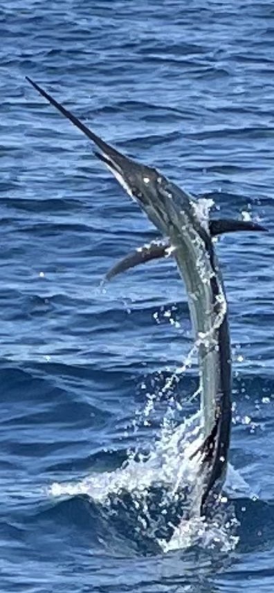 KB010's tweet image. Pretty fun time catch and release on a sailfish!