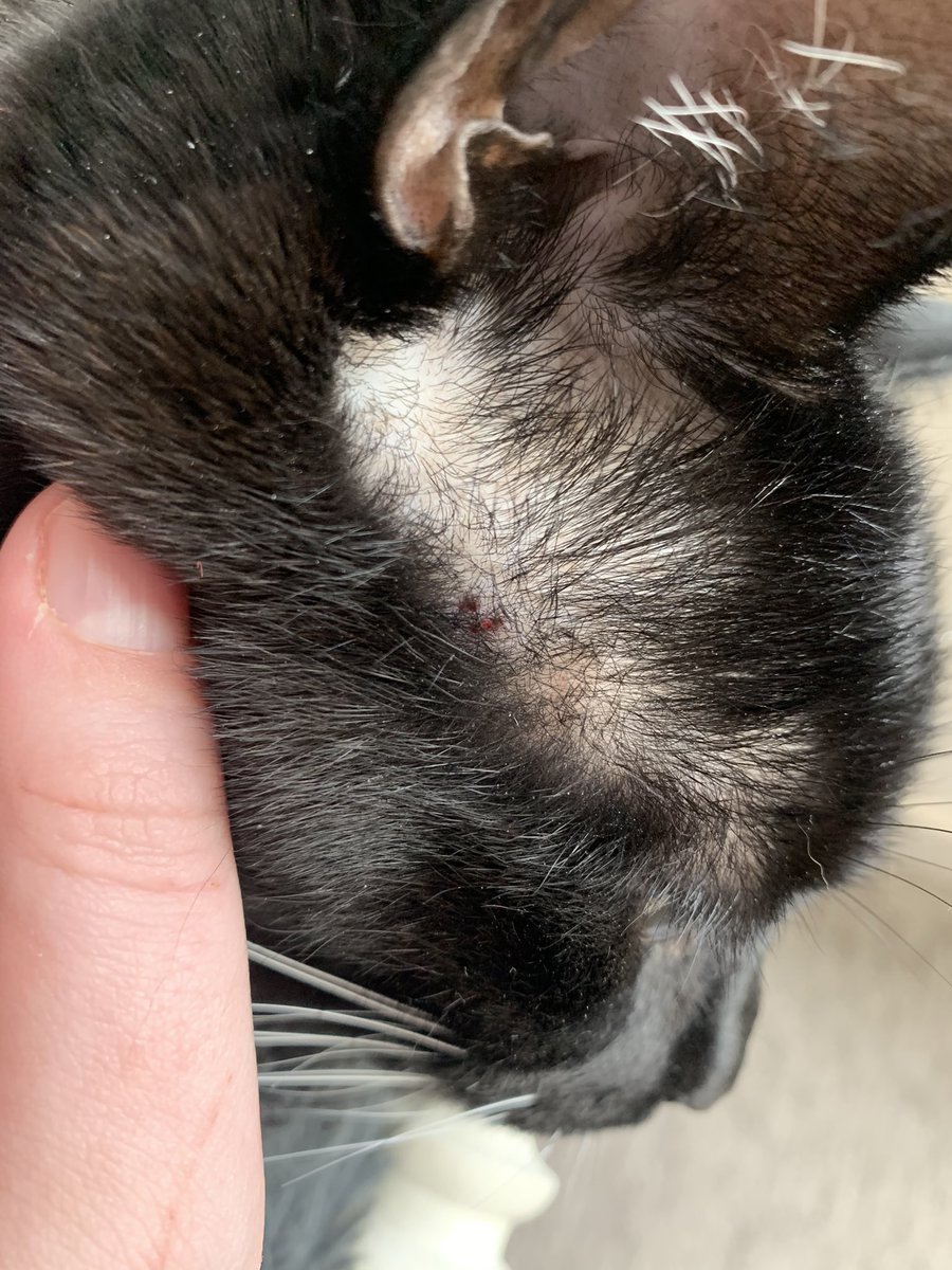 albiethecat's tweet photo. henlo  amb in big trubble for crimb of scritch big man :( https://t.co/2sitFm9Ud9