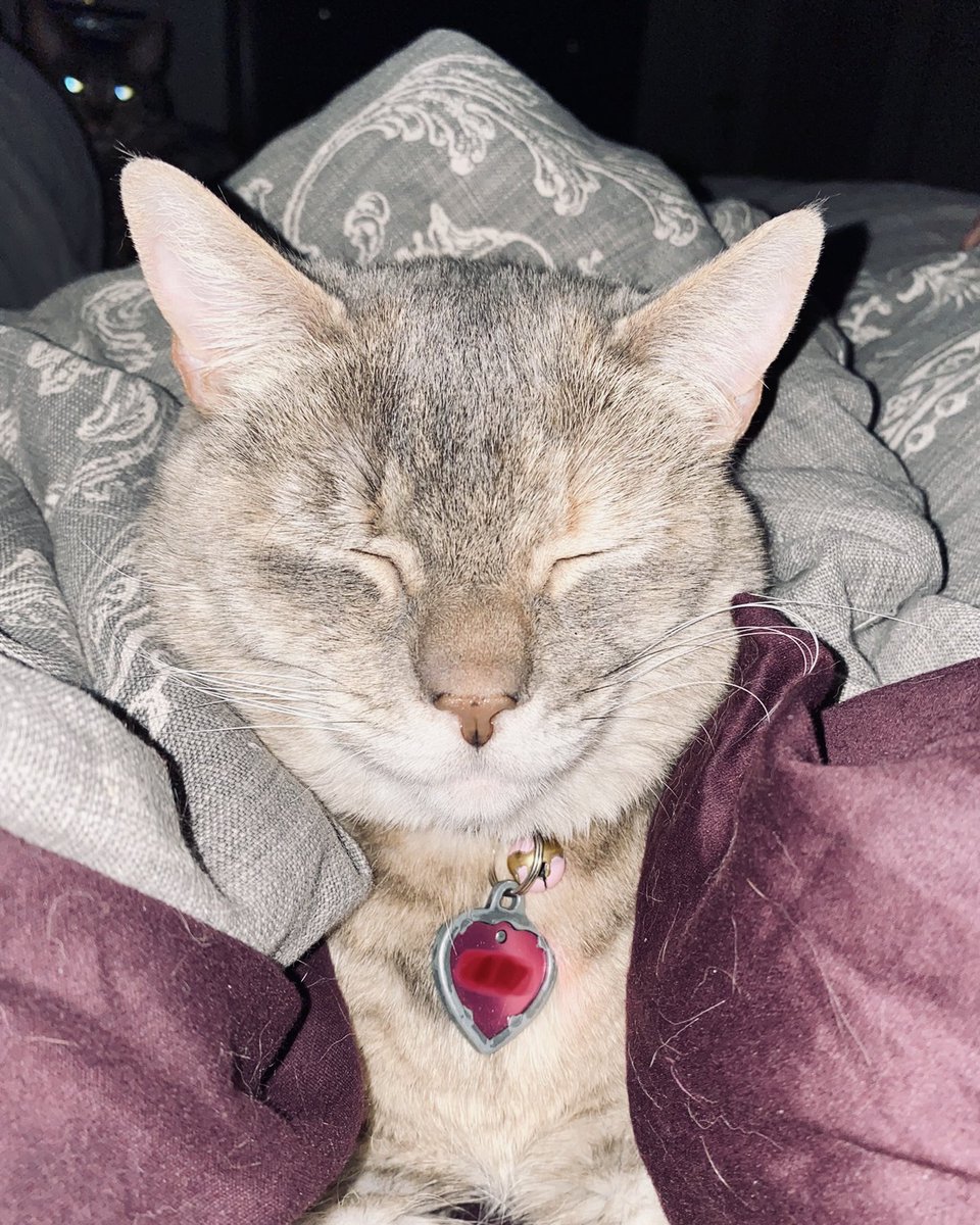 pugittome's tweet photo. @genialanarchist Here’s a pic of Autumn all cozied up for bed. Also, a peek of Emmett the lurker in the back. https://t.co/0pl4C6P2Dx