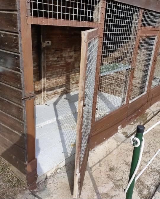 Denuncian el robo de más de 20 animales del Centro de Recuperación de Aves de Rostrogordo y la muerte de algunos que han aparecido sin cabeza #Melilla facebook.com/30273284988237…