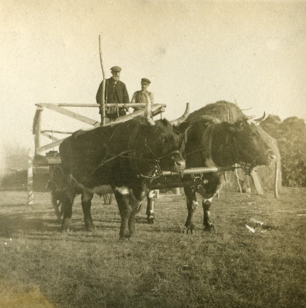 Hum_Muse_ings's tweet photo. Celebrate Saskatchewan Archives Week, February 7-13, 2021, at the Humboldt &amp; District Museum. An exhibit will be on display at the Museum as well as online https://t.co/7s9LDVPfrb https://t.co/PqedHamxSc