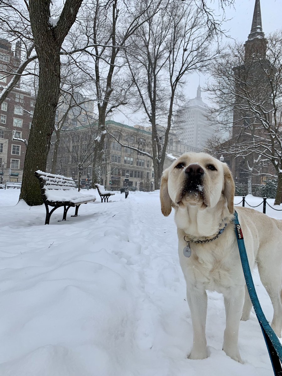 finishpostprod's tweet photo. Levi on his lunch break ❄️ #FinishPost #OfficeDog #BostonCommon #Boston #Massachusetts #SnowDay https://t.co/dJbGg3WJvW