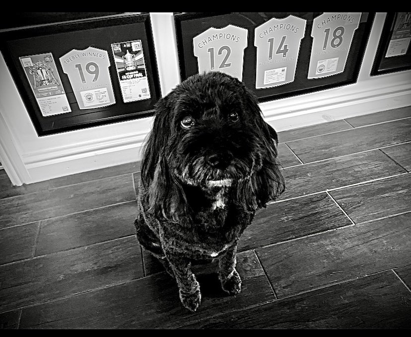 djwskyblu's tweet photo. Miss Mollie Zaba #MCFCCockapoo back from her beautification today sitting in front of 4 framed @ManCity #PremierLeagueChampions season-cards, not forgetting tickets to see the 2019 #FACup and #CarabaoCupπ finals πππ #domestictreble πππ Such a happy Sky Blue Cockapoo ππ€©π₯° https://t.co/SgxFDvwrj6