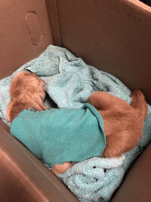 She isn't doing well. :( she wouldn't eat last night now she is super weak and can't lift her head like<a href="/tag/findom"class="tags"><span>#findom</span></a><a href="/tag/findomme"class="tags"><span>#findomme</span></a><a href="/tag/domme"class="tags"><span>#domme</span></a><a href="/tag/paypig"class="tags"><span>#paypig</span></a><a href="/tag/cashcow"class="tags"><span>#cashcow</span></a>
