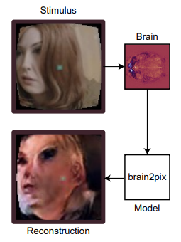 LucaAmb's tweet photo. 1/6) Time for a short thread about our brain2pix paper! @lynnle_ai @artcogsys 

In this paper we reconstruct natural videos (Dr. Who episodes) from the brain activity of people watching them in a fMRI scanner. 

https://t.co/37FRC340cQ https://t.co/wlawB0TkWt