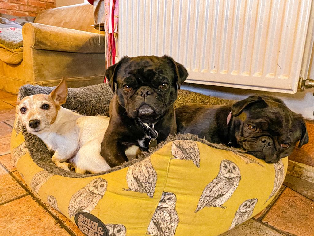 BigHouseLetsLTD's tweet photo. Next holiday, pack the lead, the bed and the toys and bring your dog on your large group holiday in the Wye Valley and Forest of Dean. Loads of great dog walks by rivers, in woods and lanes to dog friendly pubs.

Sid says, “Is your dog as handsome as me?” #deanwye #dogfriendly https://t.co/cotElgWTxt