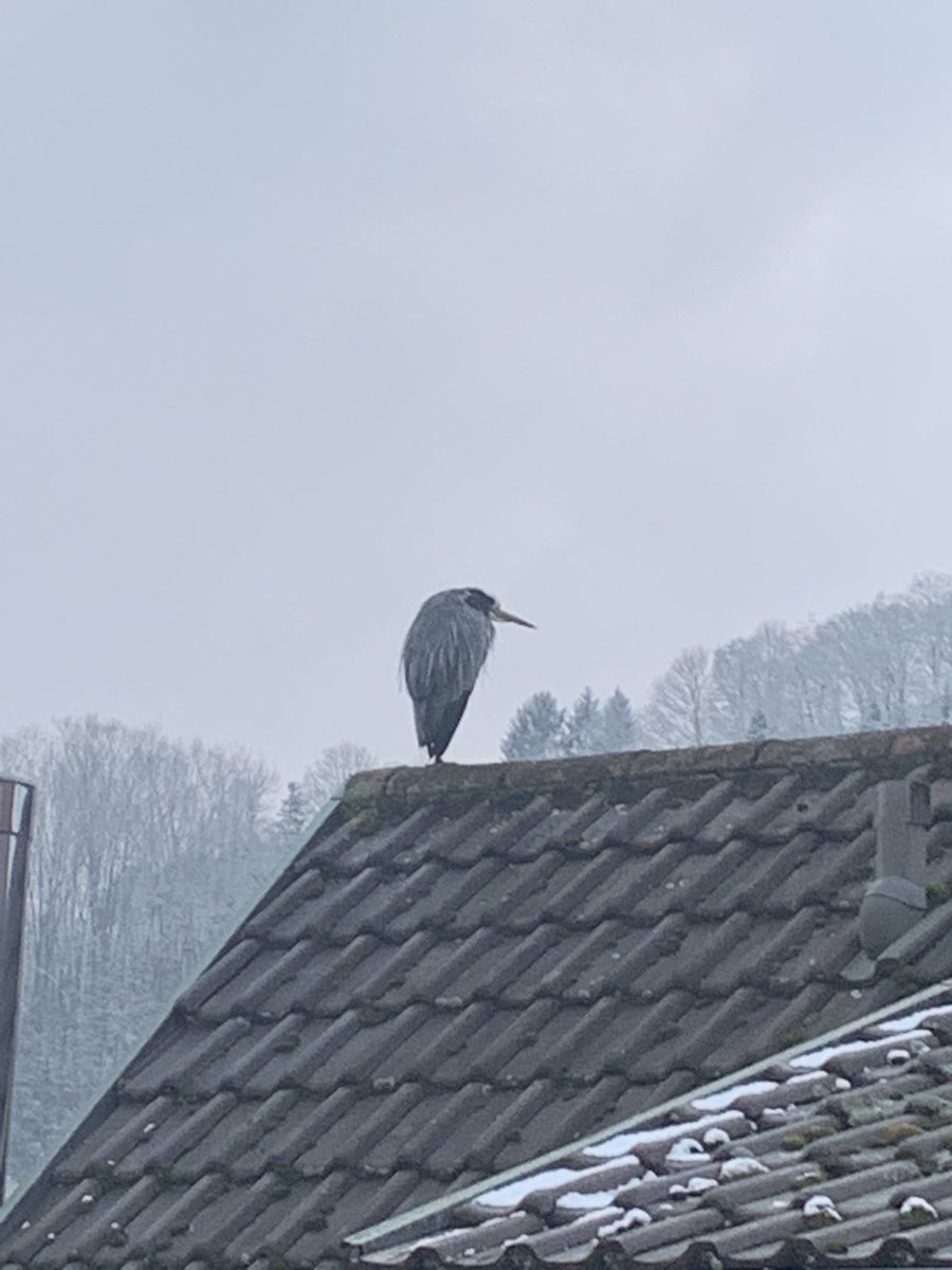 Wenn du merkst, daß es scheisse war sich den Flug nach Afrika zu sparen...