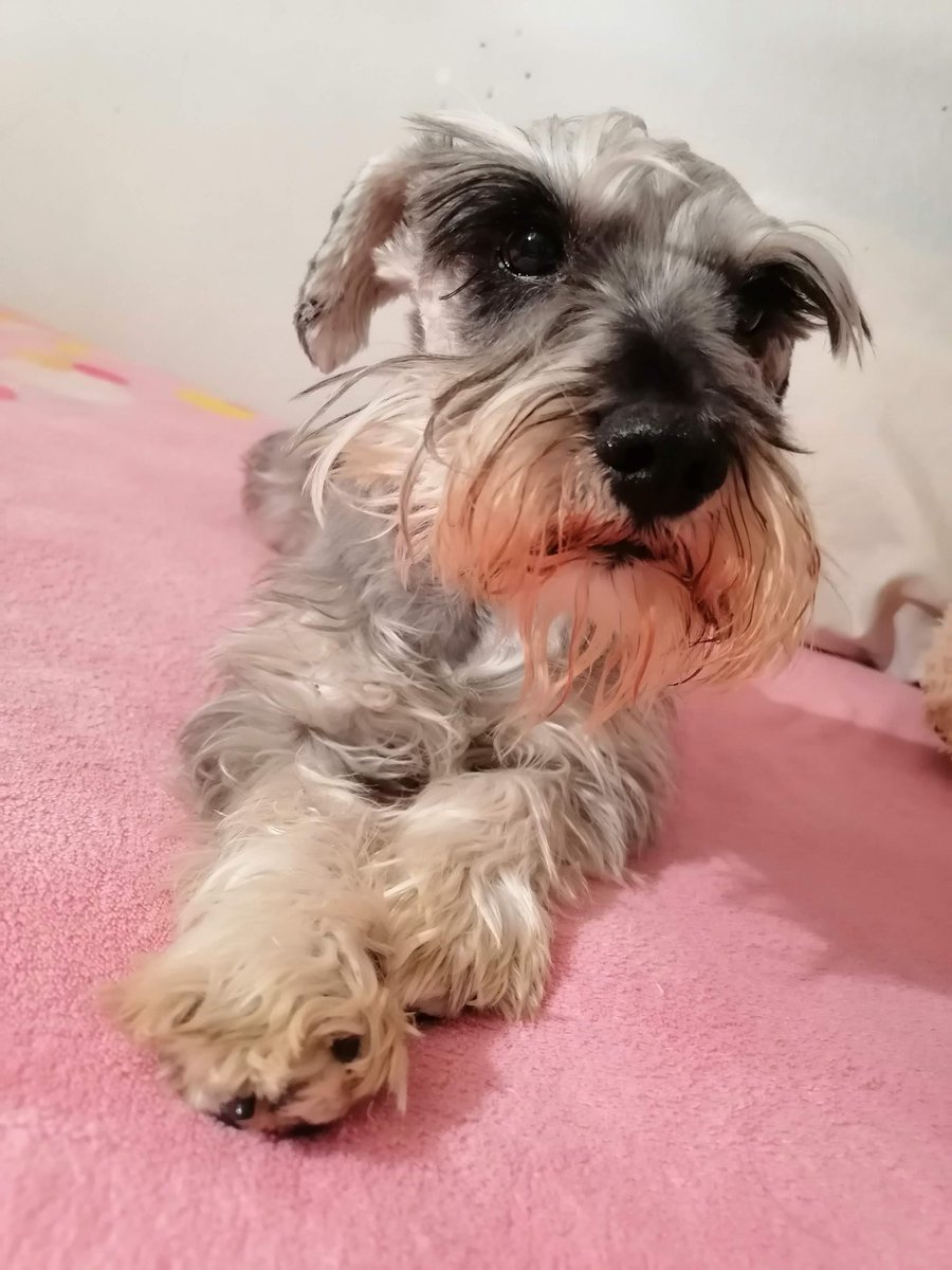 Guadalu10556637's tweet photo. @programa_hoy
#ConMiPerroYo soy la mas feliz 🥺❤️ https://t.co/9you0yTfZ8