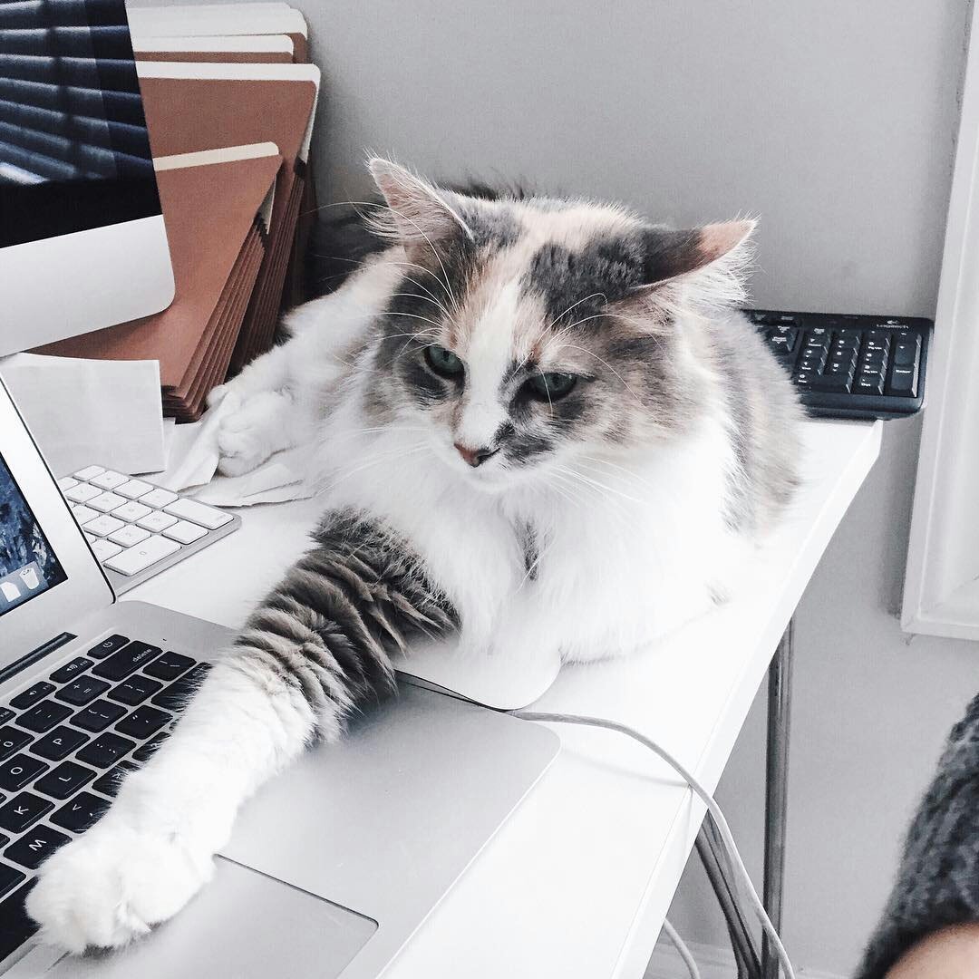 lixthings's tweet image. gamer  cat  felix