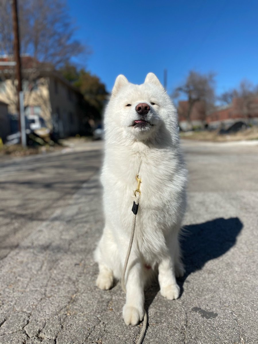 LeonVanSam's tweet image. Amgery blep for #tongueouttuesday