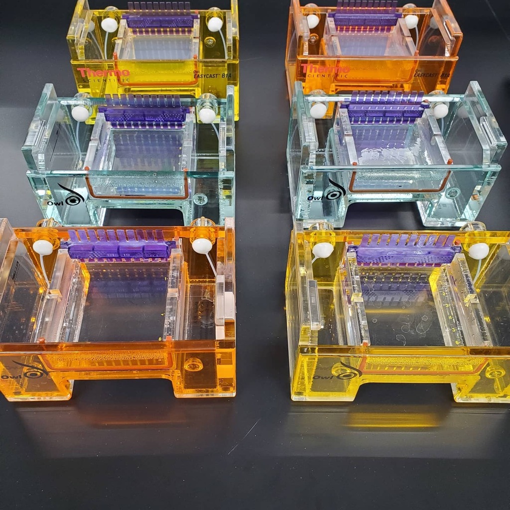 dabaum77's tweet photo. I've made a lot of agarose gels in my career, but this might be the most at one time #labprep https://t.co/XaicowYmiv https://t.co/t2I6ycaKYn