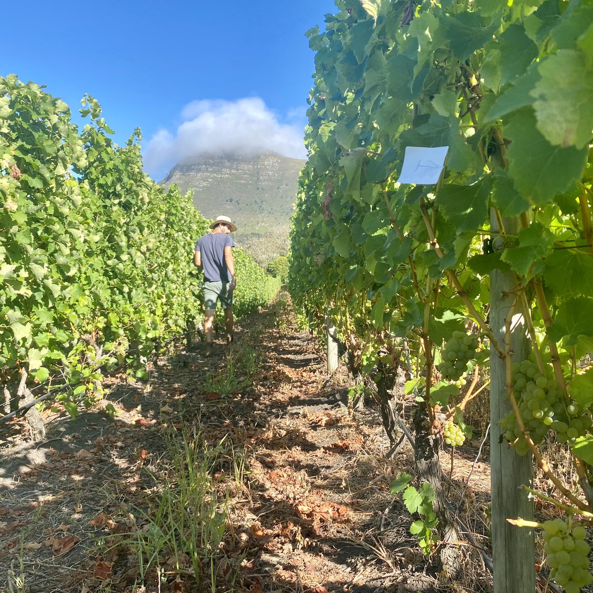 Our #2021harvest kicks off on a slow and meticulous pace 😊. As we’ve had a cool and wet summer we first identify the individual vines showing optimum ripeness and then remove every single grape that does not meet the grade from each and every bunch.  

#onlythebest