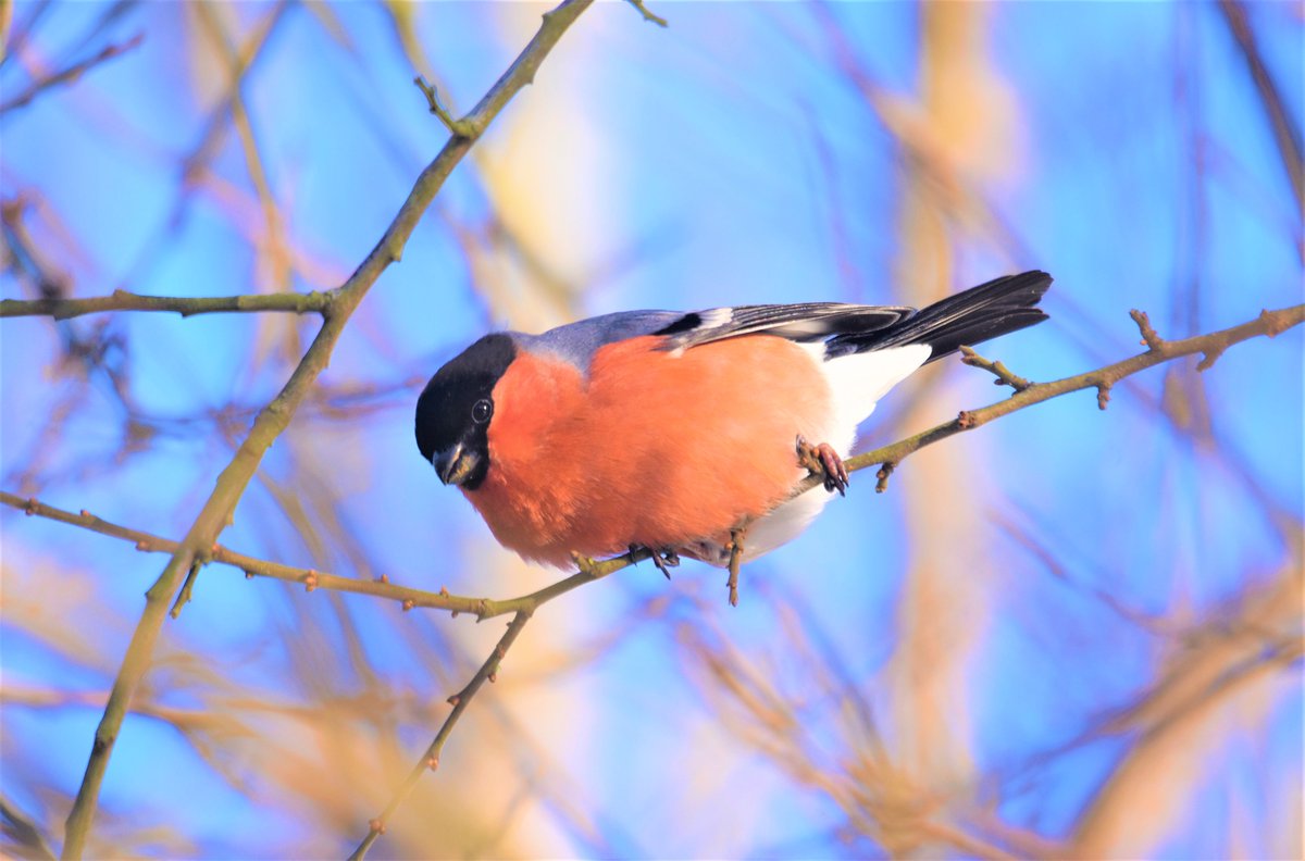 BroomfieldKeith's tweet photo. A bullfinch bringing colour to a snowy #Strathdevon today #Clackmannanshire https://t.co/ZGoajF2mET