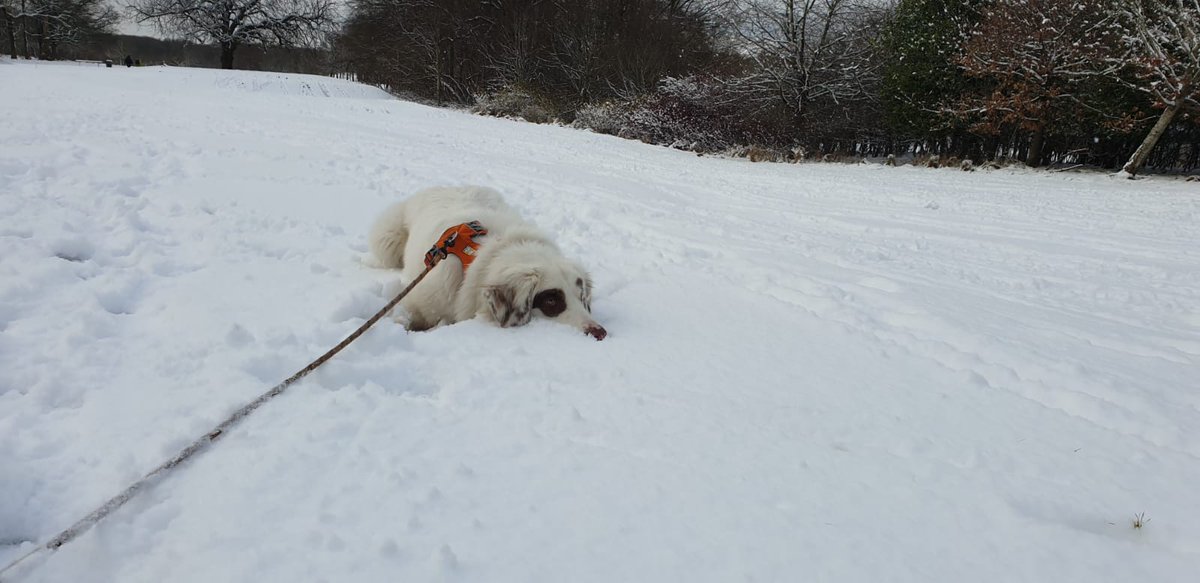 a_owen0917's tweet photo. "If I stay lying down camouflaged in the snow, my humans wont spot me and I can keep playing in the snow". A great lunchtime walk in the powdery snow, mountain doggy was in his element! 

#dogsoftwitter #rescuedog #SnowDay #dowehavetogohome #Scotland https://t.co/liRtiB1Tq4