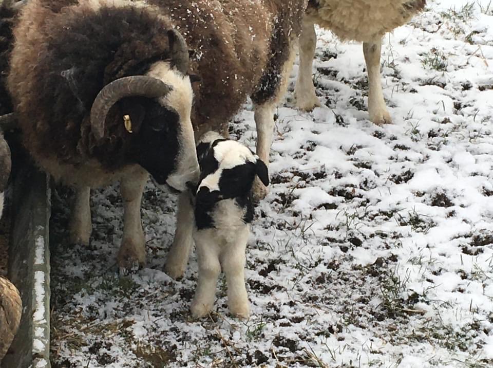 Despite the snow, Langdyke’s first Jacob lamb has arrived. Spring could be just around the corner ...