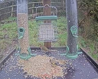 Year 3 loved their three week project where we researched how to identify different birds. With our expert knowledge, we took part in the RSPB’s Big Garden Birdwatch (the world’s largest bird survey!)-we spent an hour counting all the birds we saw to help the RSPB <a href="/Natures_Voice/">RSPB</a>