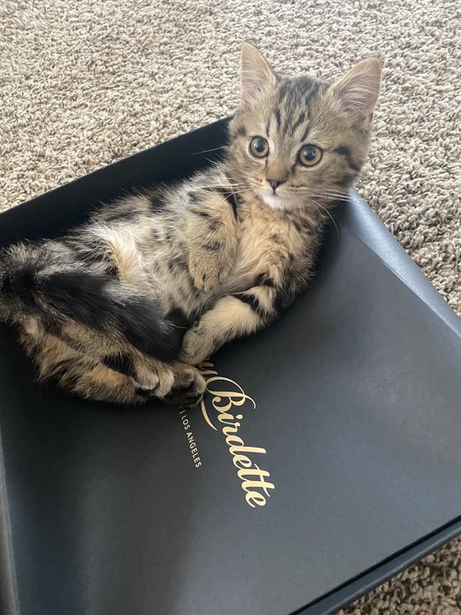 When ur pussy knows good lingerie... 🐱 https://t.co/tE376habvh<a href="/tag/happiestgirlever"class="tags"><span>#happiestgirlever</span></a><a href="/tag/insanelyinlove"class="tags"><span>#insanelyinlove</span></a>