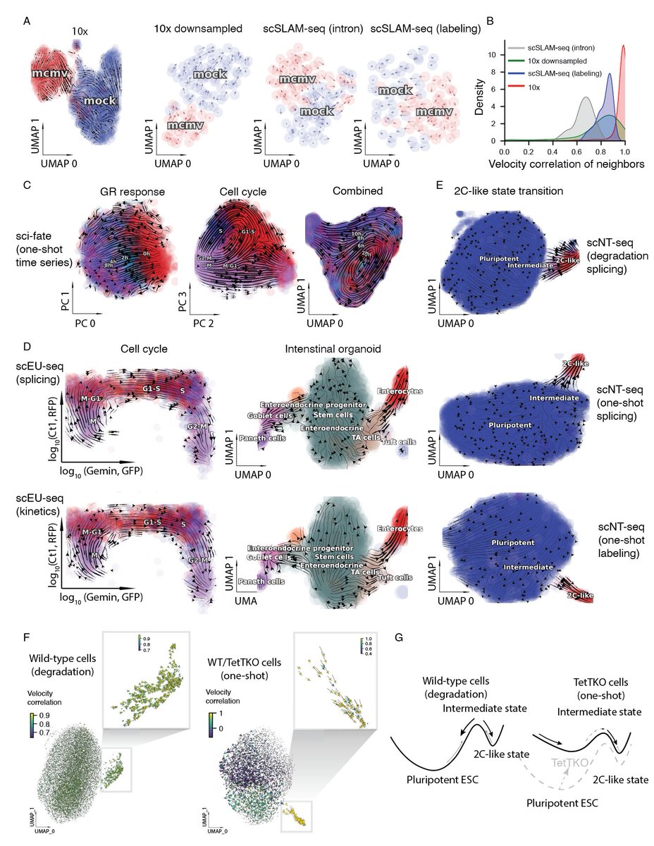 This model also gives rise to absolute instead of relative spliced RNA velocity, and unspliced, new and total RNA velocity, helping us to deconvolve glucocorticoid responses from orthogonal cell-cycle progression, revealing mechanism of pluripotent to 2c-like state transitions.