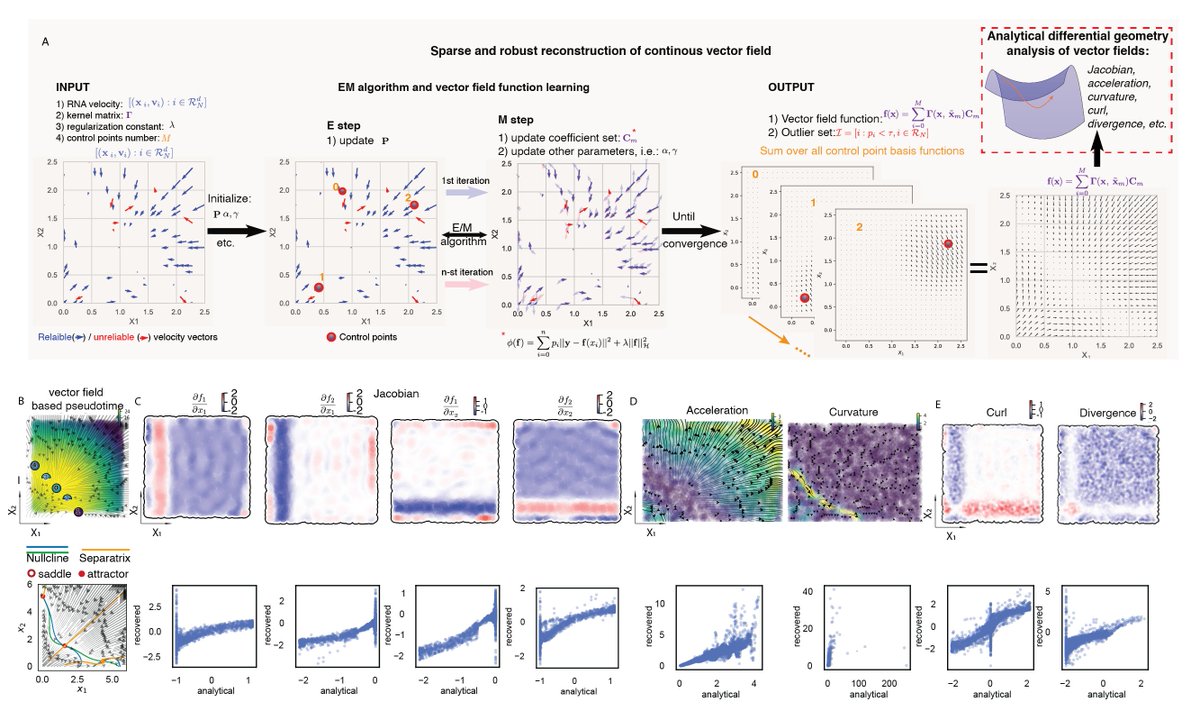 We next move beyond noisy velocity samples to differentiable transcriptomic vector field functions thanks to a nontrivial ML method that learns the function in Hilbert space (RKHS) and derives analytical Jacobian, divergence, acceleration, curvature scalably and accurately.