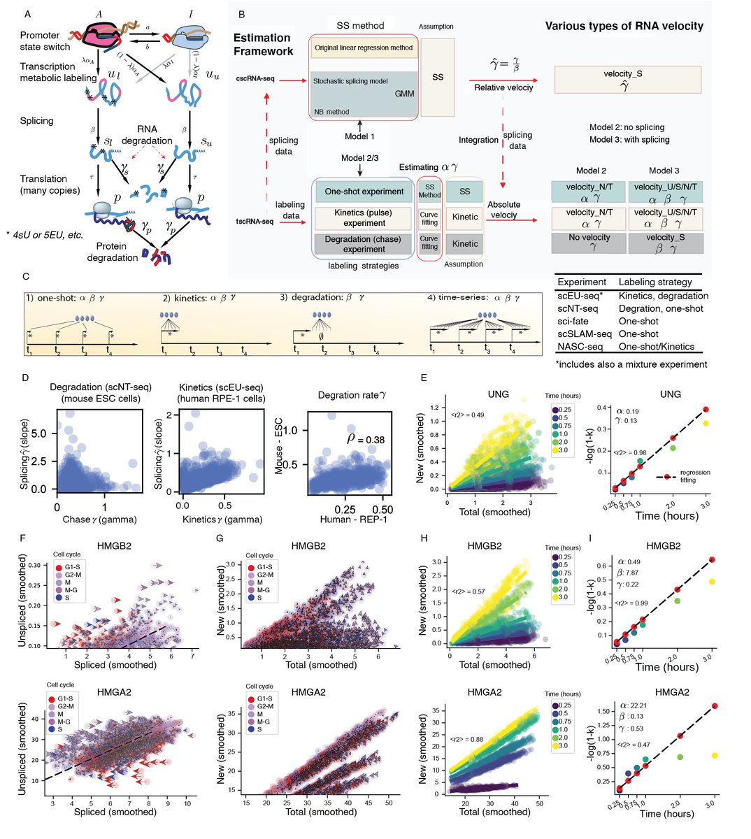 We build an inclusive model of expression dynamics that reconciles splicing and labeling kinetics. This framework generally applies to all metabolic labeling based scRNA-seq (tscRNA-seq) to obtain absolute turnover rates, revealing faster degradation in the mouse than human.