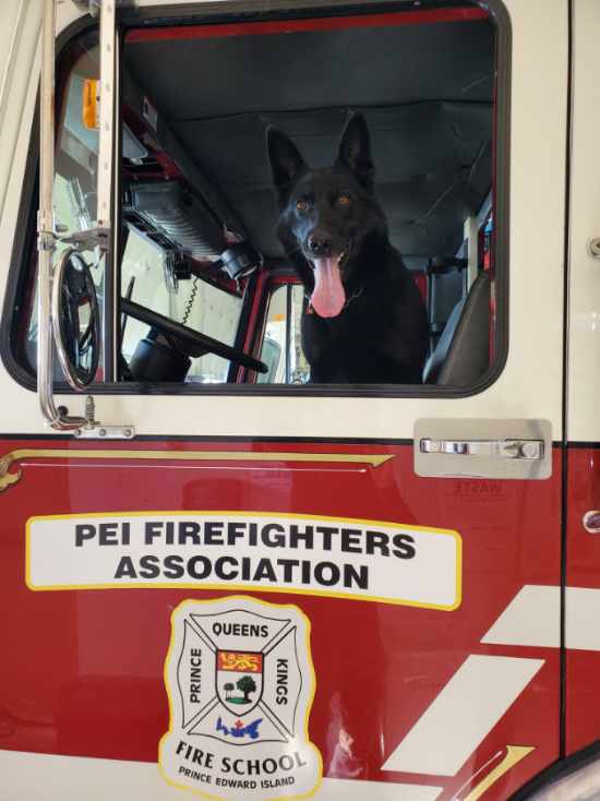 RCMPPEITraffic's tweet image. Big shout out to the PEI Firefighters Association from RCMP Police Dog ‘Jule’ for allowing us to use their facility/training grounds. The building is great for drug search training, socialization, familiarization and organizing training scenarios.  Thanks again from ‘Jule’👍