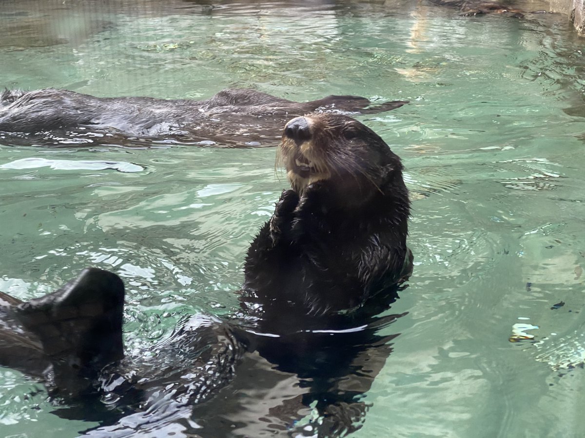 SeattleAquarium's tweet photo. Today's the day: the Seattle Aquarium is OPEN! 🎉 With timed ticketing, a one-way path through the exhibits and limited capacity, you can get up close to the animals and not other people. Get your tickets today: https://t.co/9j5BosaXez https://t.co/2yyjpq5drA