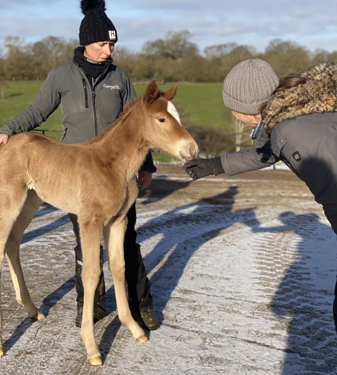 Say hello to the latest arrival 🐴🌟 #culworthgrounds #FoalPhotos2021 #welcometotheworld