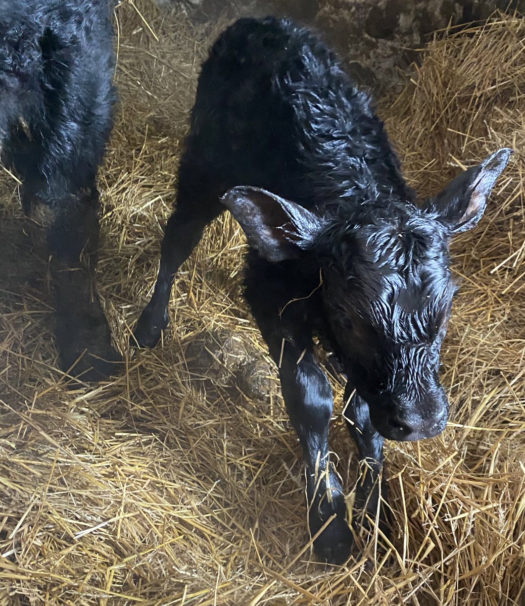 ashdyce's tweet photo. Well I was sad to see the boys go back to school, because quiet sucks, but boy was I wrong! These black ladies have me on my toes and Mother Nature freezing every water bowl, no time for that business!!! Another lone calving in the books!!! #farmher #fuckuwaterbowls #lovefarmlife https://t.co/Ana5ldET5u