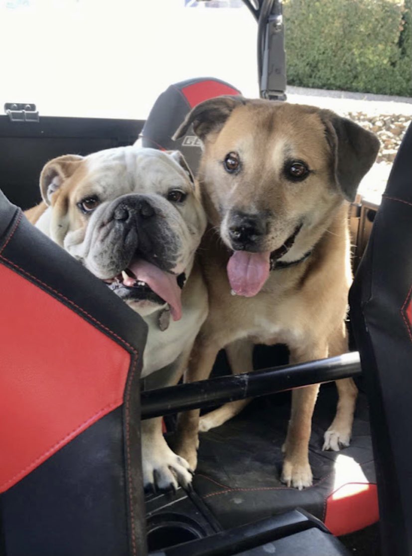rudyandreggie's tweet photo. Today I am very sad because my best friend went to doggie heaven. Someday, we will meet again. 🐶😇 https://t.co/FEN20mvCUS