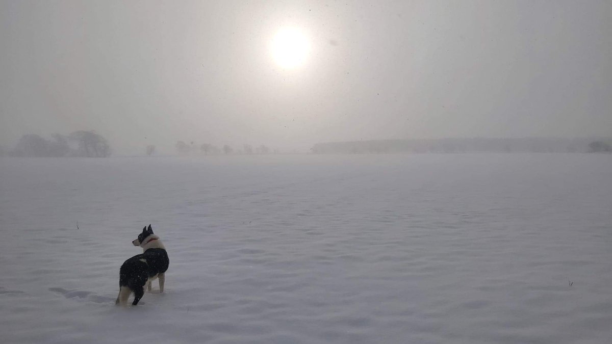 ali_skea's tweet photo. @BBCAileenClarke @BBC Snow in Balado, Kinross this morning https://t.co/iKwtefYIZO