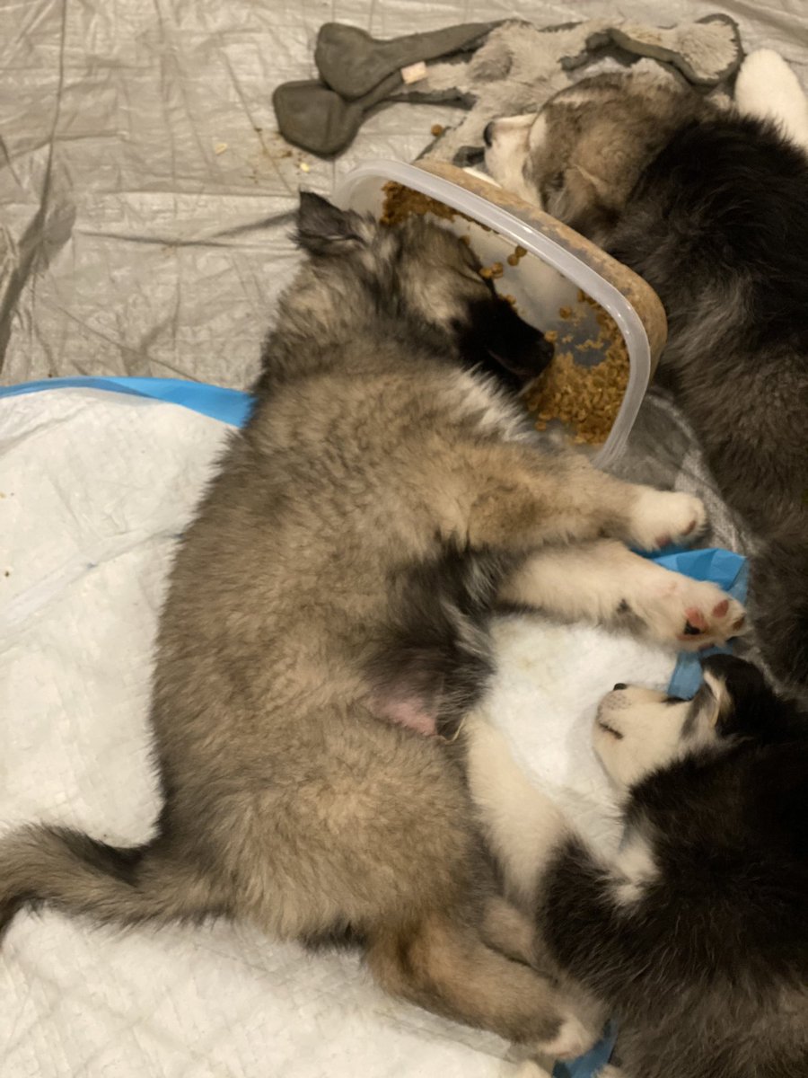 GolbinIlana's tweet photo. I don’t know if anyone needs some cheering up, so here is a photo of one of my puppies (Sesame) who fell asleep in the food bowl. https://t.co/eRuNswQezd