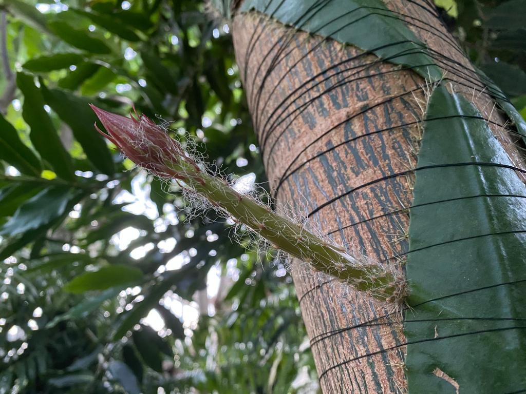 CUBotanicGarden's tweet photo. A rare tropical cactus from the Amazon rainforest is going to flower at CUBG for the first time in the UK – for 12 hours only!

It opens at sunset &amp; is over by sunrise, &amp; we’re livestreaming every night until it opens. Find out more &amp; watch the livestream: https://t.co/cOB6o3NXxw https://t.co/rArZYl42aQ