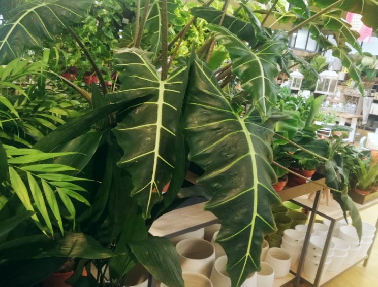 Plantas y flores tweet media