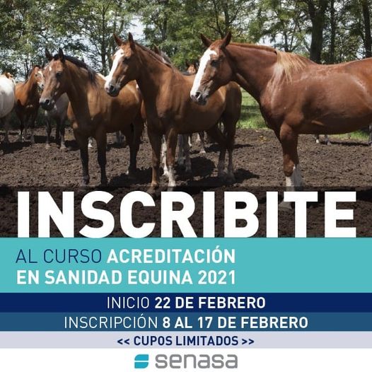 vet_chaco's tweet photo. A partir de hoy podés inscribirte al curso virtual de acred. para vet. en: 
Sanidad equina
Inscripción hasta el 17/02
Inicio 22/02
Virtuales y gratuitos
1 semana de duración 
Req. ser vet.  con título y MP 
 https://t.co/96RwDh2NsK
❓consultas a acreditados.dnsa@senasa.gob.ar https://t.co/cezx5odVTk