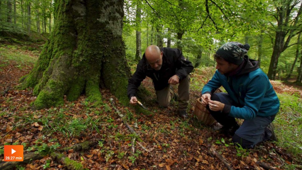 👀 Nos os perdáis la nueva entrega rodada en Navarra de "El señor de los bosques" <a href="/la2_tve/">La 2</a> 

🌳  En el Hayedo de Urbasa se cocina una sabrosa receta con setas de la zona.
⁣⁣⁣⁣⁣
Paisajes de ensueño, naturaleza y gastronomía. Merece mucho la pena:

ℹ️  bit.ly/ElSeniorDeLosB…