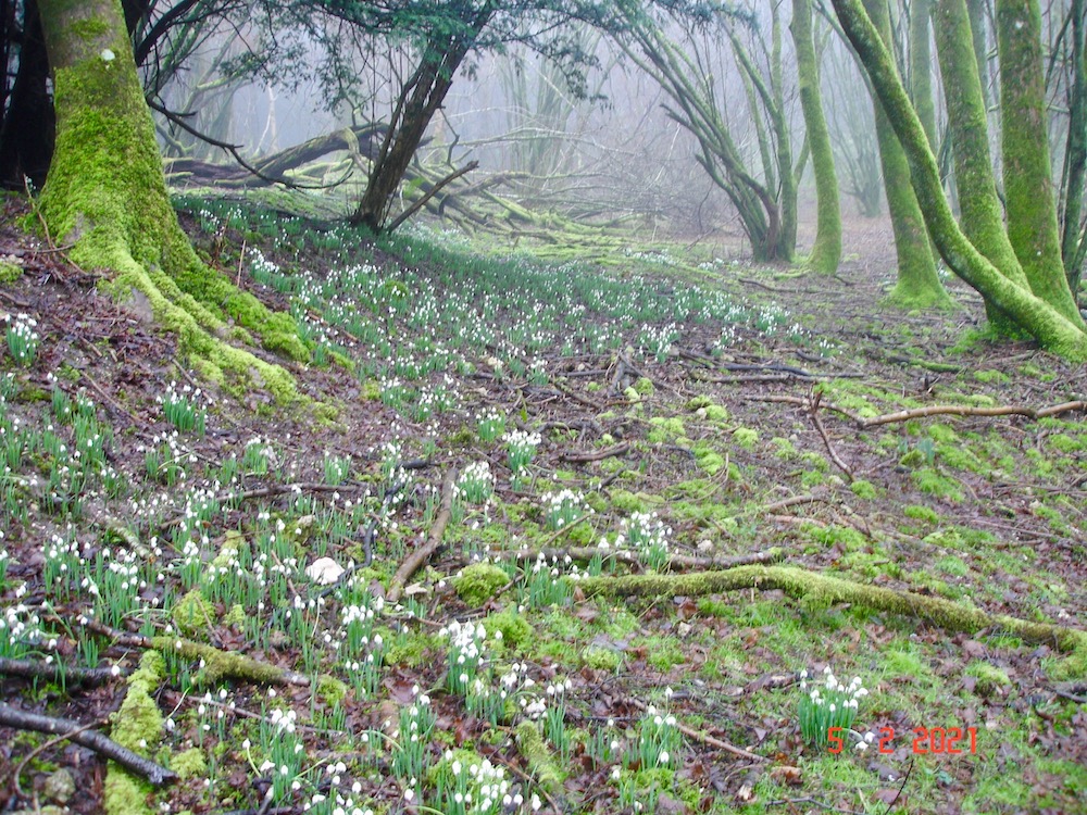 The beautiful carpets of snowdrops in the woods above Bepton are a joy to behold.  They are at their best now. They are better than last year too!  Enjoy.