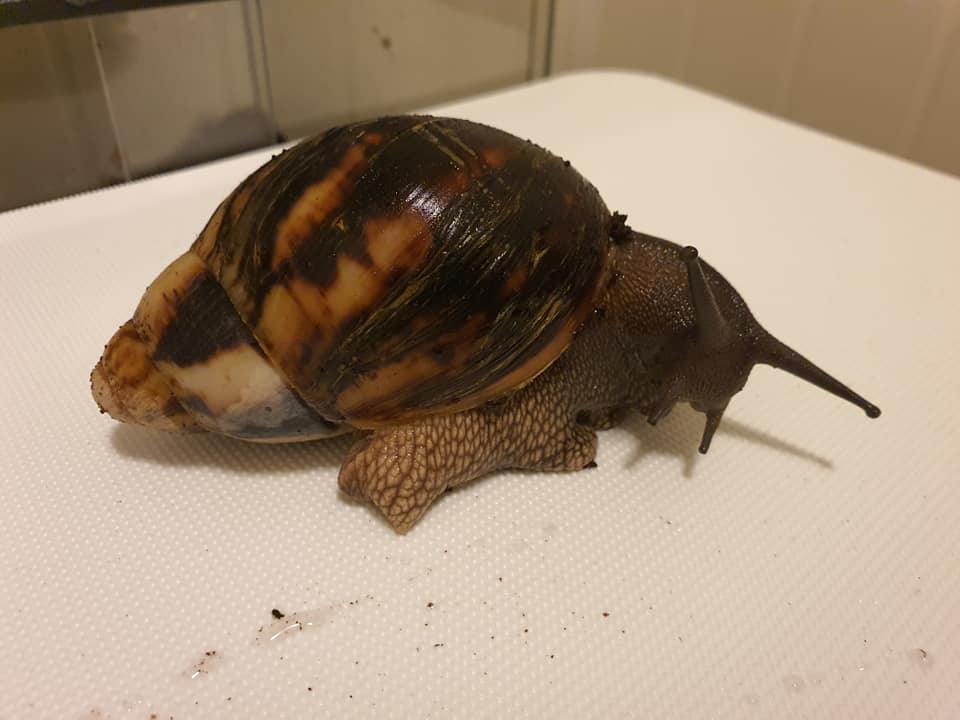 snailadil's tweet photo. Seeking snail owners with experience keeping Marginata Cameroon. If you're able, please retweet this post so that I may come into contact with them! #snails #marginata #marginatacameroon https://t.co/OOrqqNlSNA