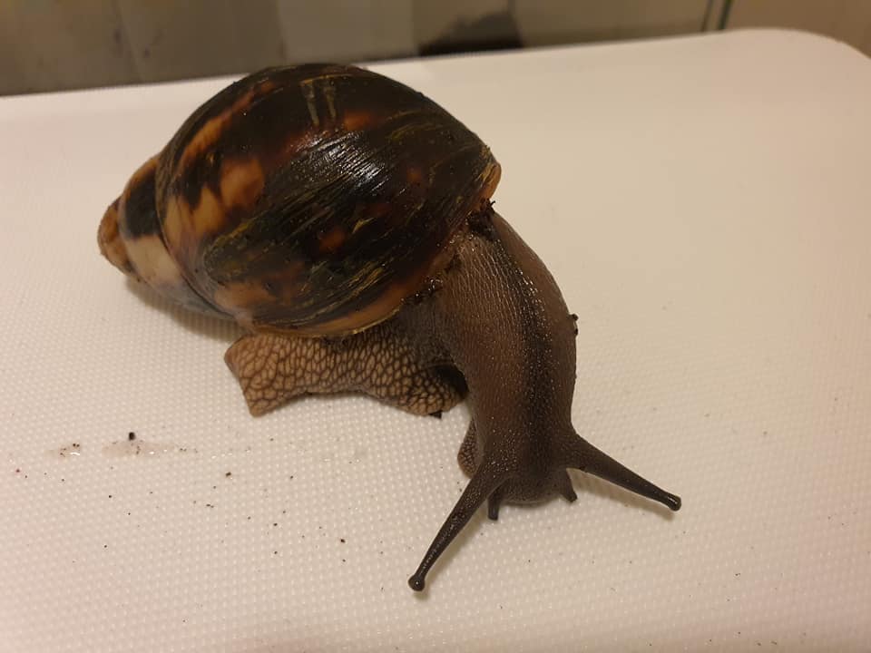 snailadil's tweet photo. Seeking snail owners with experience keeping Marginata Cameroon. If you're able, please retweet this post so that I may come into contact with them! #snails #marginata #marginatacameroon https://t.co/OOrqqNlSNA