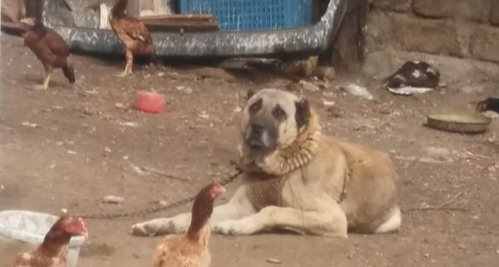 Keş ve tomasim özledim sizi oğlum can dostsunuz siz 😍
*sivaskangal