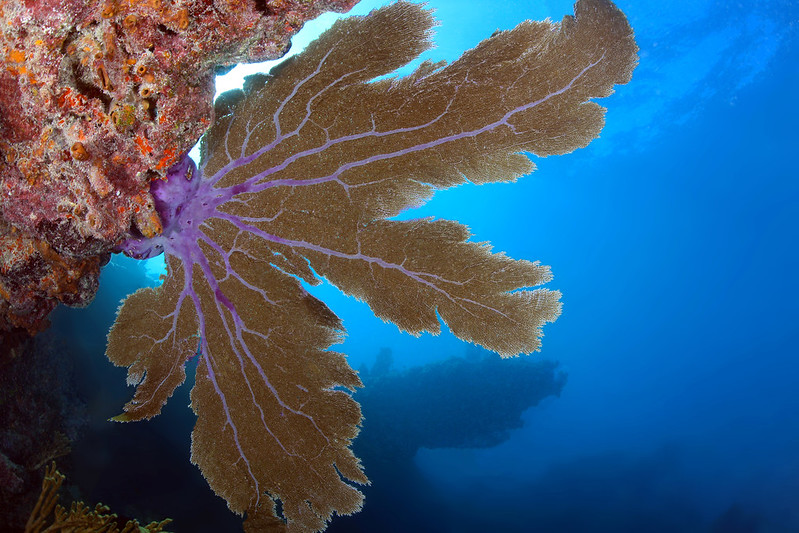 NOAA Florida Keys NMS tweet media