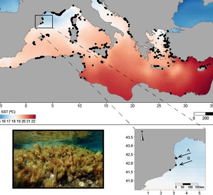 Marine Forest tweet media