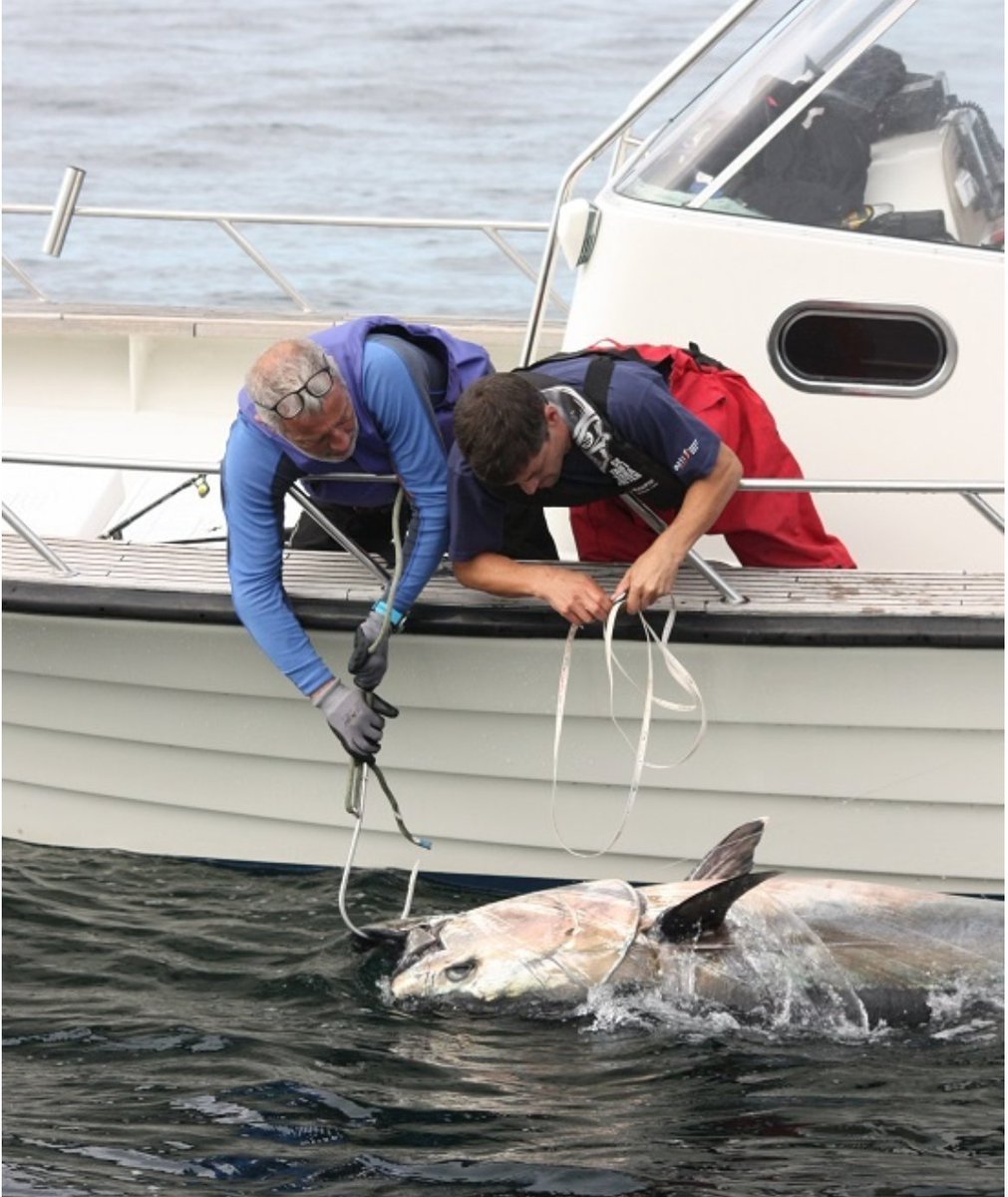 SussexAngling's tweet photo. Good progress on a possible Catch, Tag and Release Bluefin Tuna programme in 2021

More on Blue Fin Tuna and the upcoming CHART programme…

https://t.co/ev4iV1rhnh https://t.co/OZmXH8uaIQ