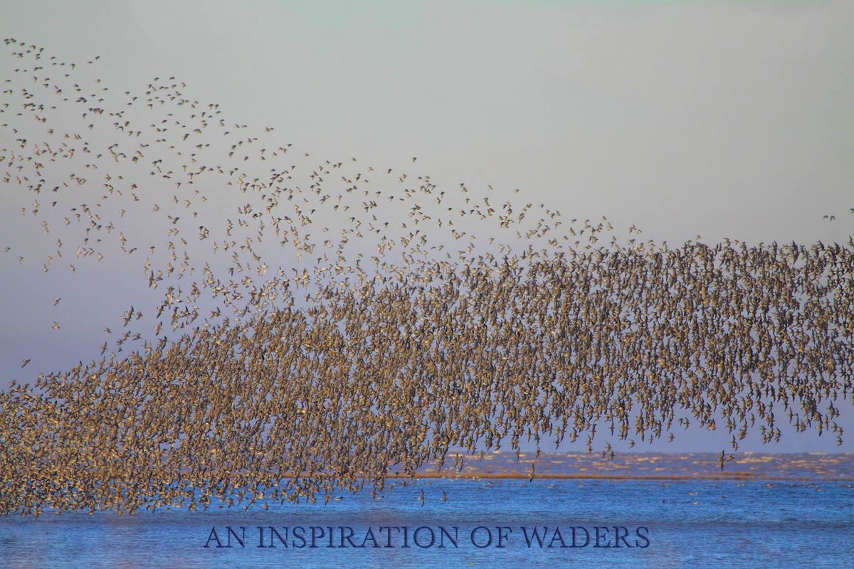 waderquest's tweet photo. AN INSPIRATION OF WADERS @waderquest zoom talk Thursday 11th at RSPB North Bucks Local Group
Meeting opens at 7.30pm for a 7.45pm start for the talk. 
https://t.co/l0Ki41adbG
#waders
#shorebirds
#aninspirationofwaders
#inspiredbyshorebirds
#inspiredbywaders https://t.co/LTCXzimnvN