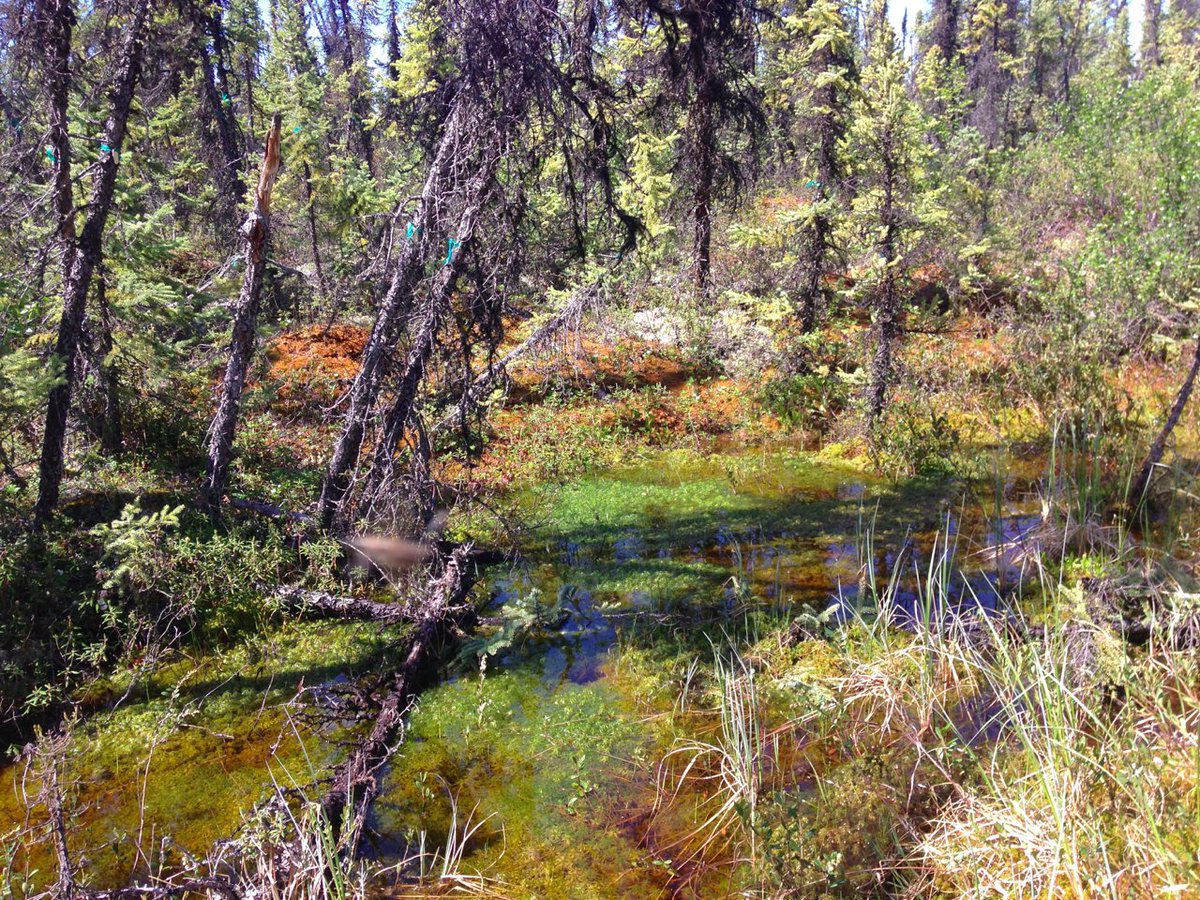 Characters: two  @michiganstateu PhD students (now Drs. Kevin Wyatt & Allison Rober) who changed the way I see wetlands. They wanted to study algae in northern fens.... I wasn't convinced, until they reached into the peat & showed me. Now I see algae EVERYWHERE. 3/