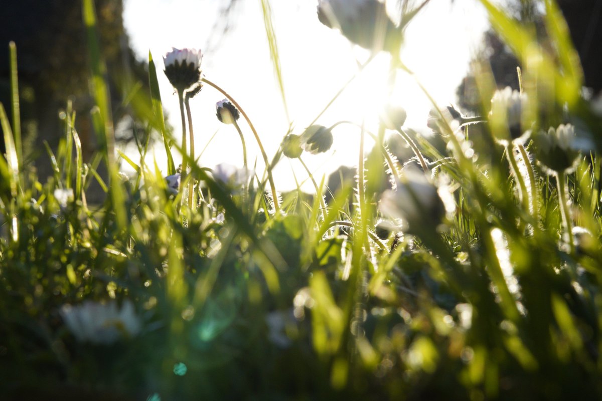 We are all ready for tomorrow's 2.30 pm webinar 🙌
'Blooming and Beautiful' - how to manage your burial site for wildflowers
Info on webinars on our website
To book a place simply e-mail anna@cfga.org.uk
caringforgodsacre.org.uk/get-involved/f…
<a href="/HeritageFundUK/">The National Lottery Heritage Fund</a>

#supportedbynationallottery