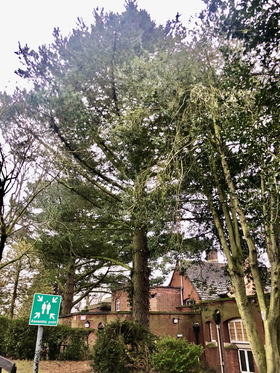 This prompted people to re-examine the plans, and then the sh*t really hit the fan when  @AmandaJanePres2 noticed red marks sprayed on some of the trees in the development area.Amanda and her son Jack were straight out there with 'Save me' signs on the red marked trees.5/