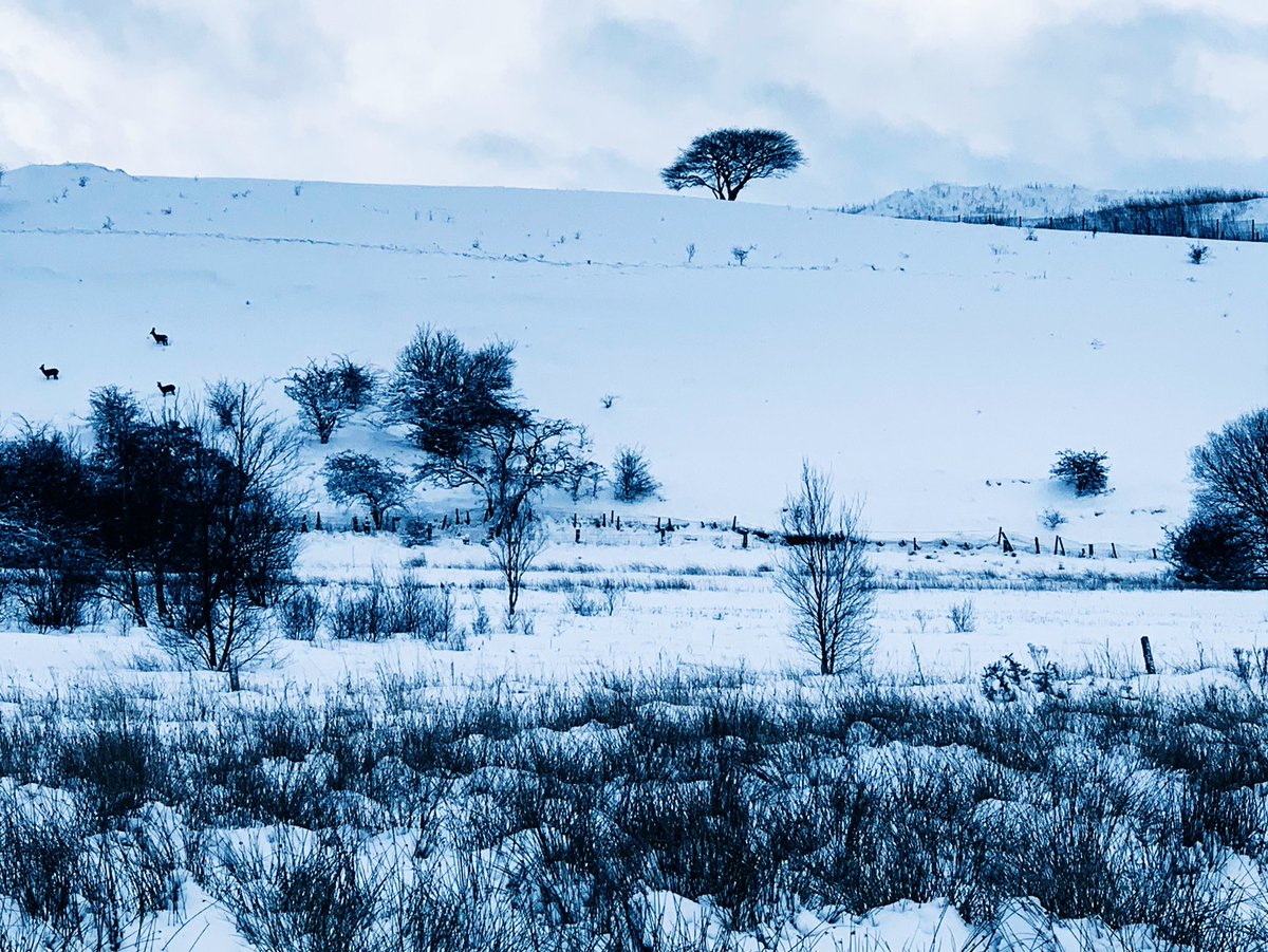 Dr_LangP's tweet photo. Local landscape beautifully transformed by winterβs touch βοΈπ€ #snowywalk #essentialexercise #wellbeingneeds #outdoors #nature https://t.co/xnbQjXhuVs