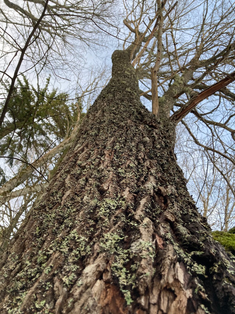 Same is true for maples, willows and in many cases even oak trees that are widely rejected on species bases. In fact only 4 or 6 (depending on the region) out of 51 native tree species have industrial use in other segments than bioenergy. 3/11