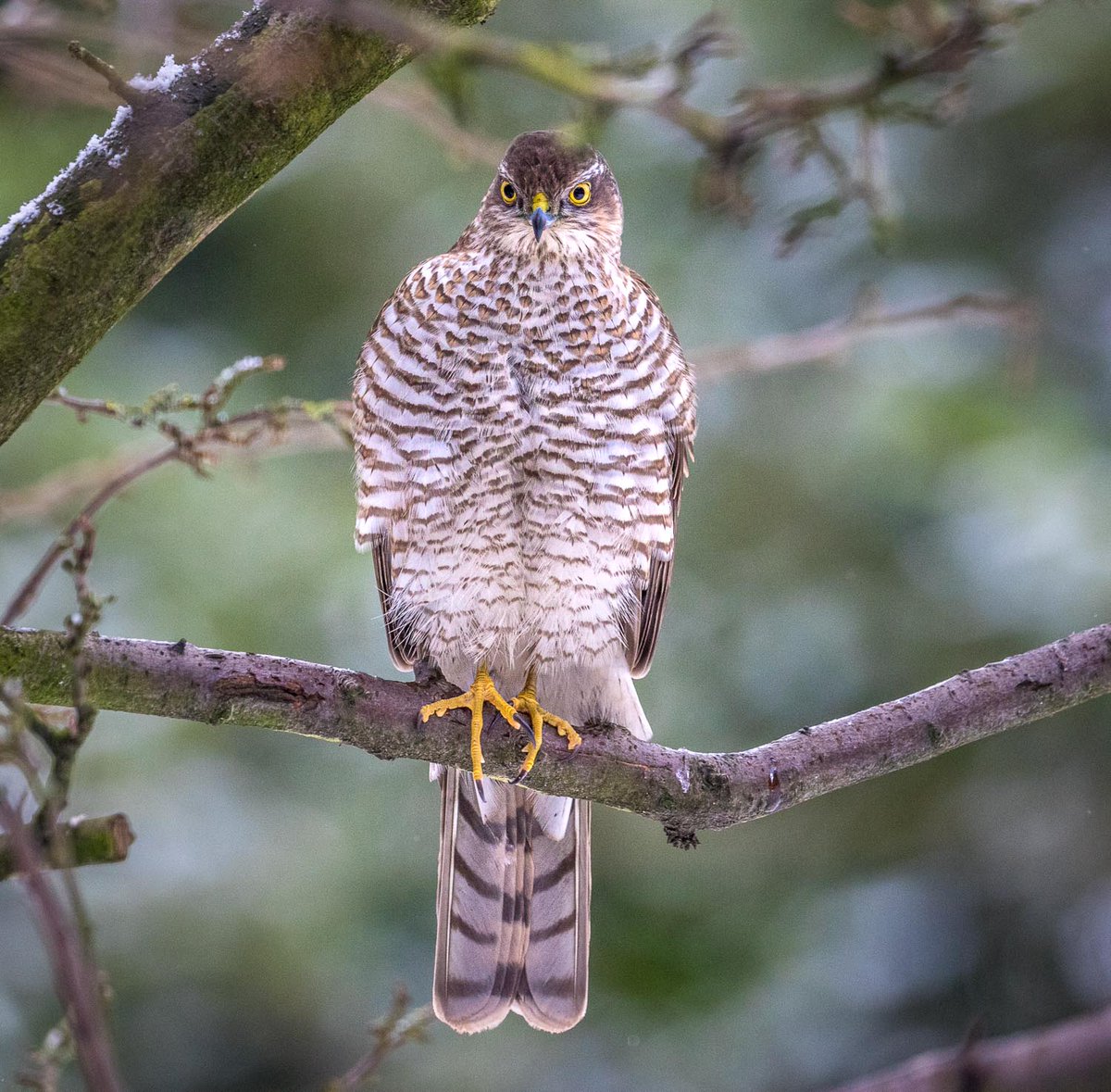 andrewswalks's tweet photo. The eyes have it - a thrilling close sighting of a sparrowhawk in the garden this afternoon https://t.co/JkuIzaEGHy
