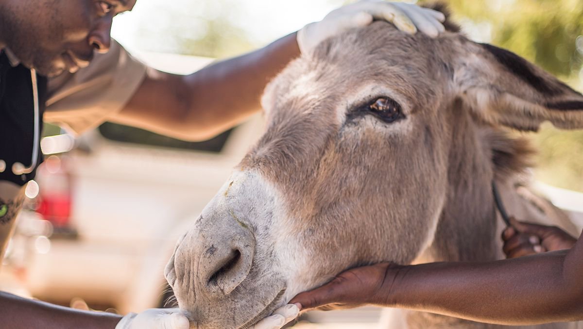 Today we celebrate our working animals. Promise today and forever to: 
🌀 Give them sufficient feed 
🌀 Give then clean water
🌀 Provide a place to sleep &amp; rest
🌀 Give them the best animal health care

#APromise2Animals